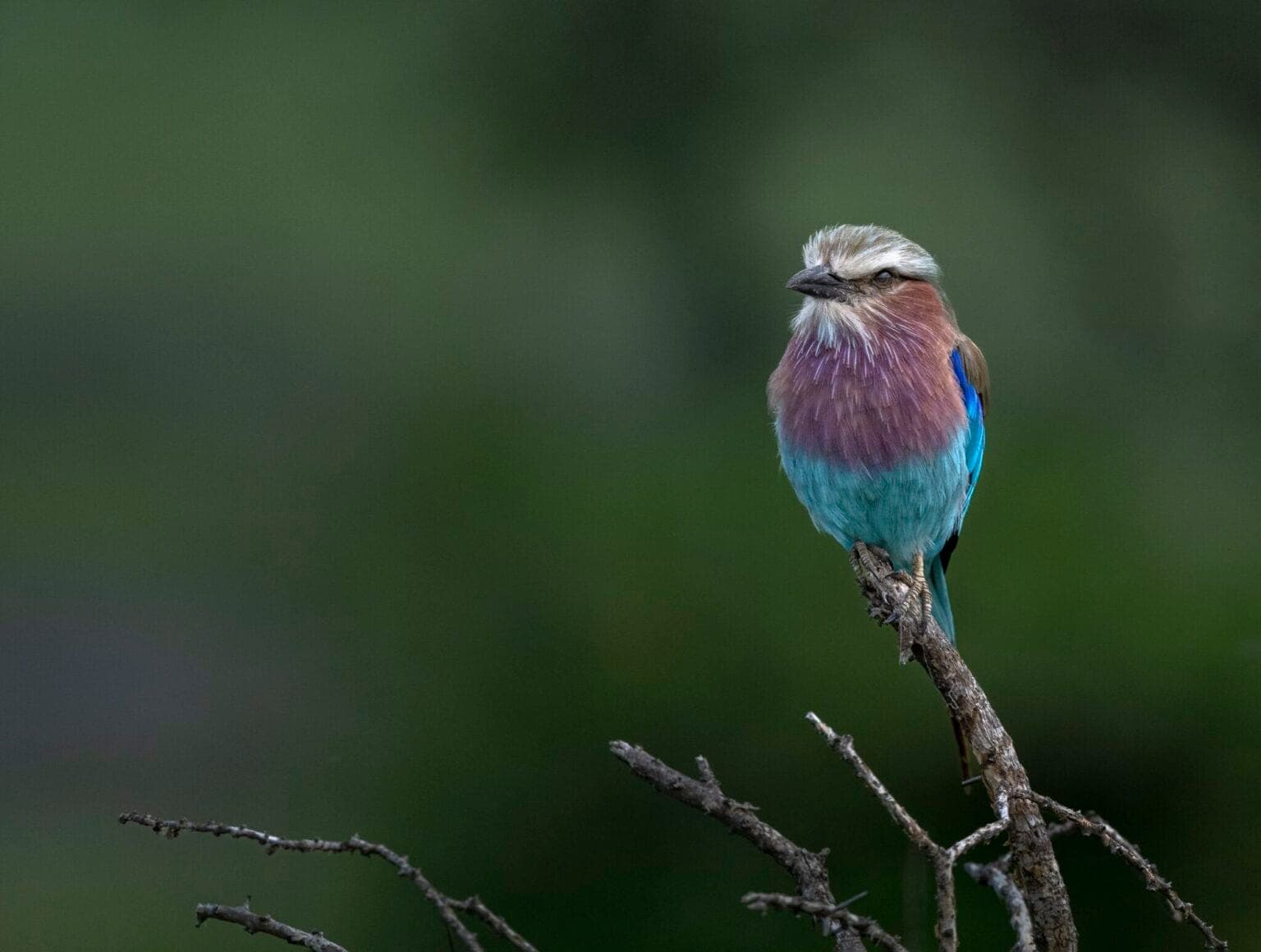 Lilac-breasted roller perched