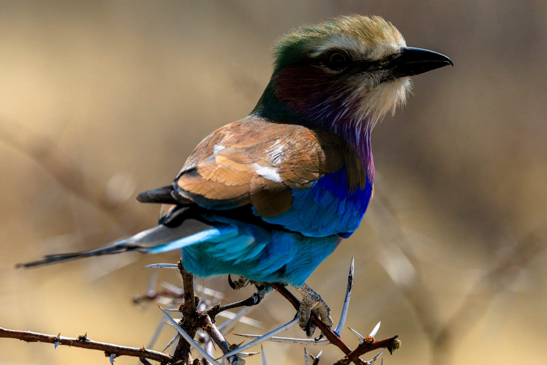 Lake Manyara National Park — photo 3