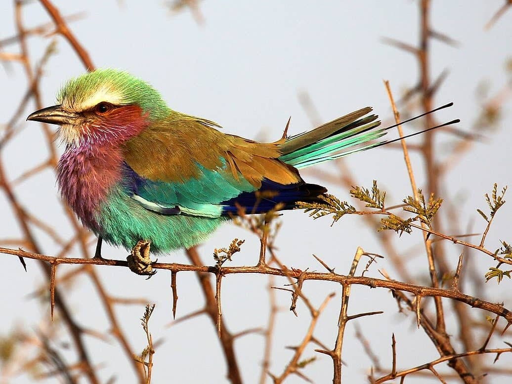 Lake Manyara National Park — photo 4
