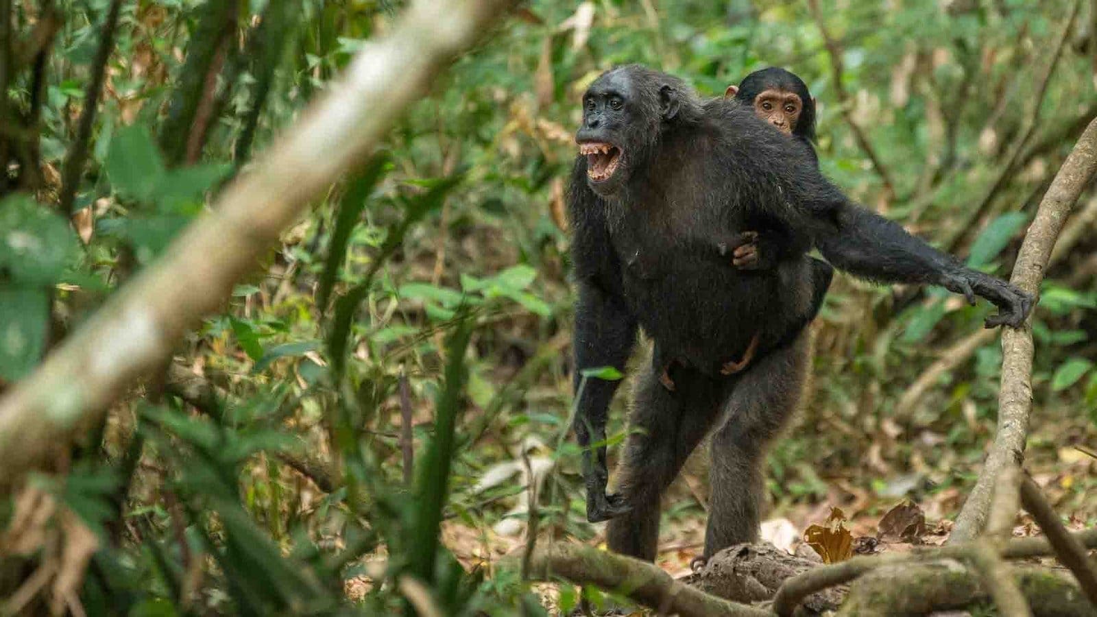 Chimpanzee in Mahale forest