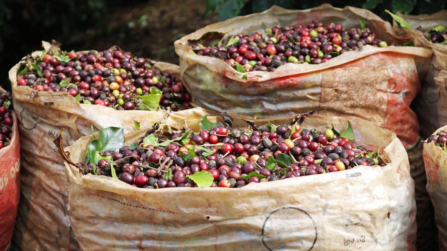 Fresh coffee cherries in harvest baskets