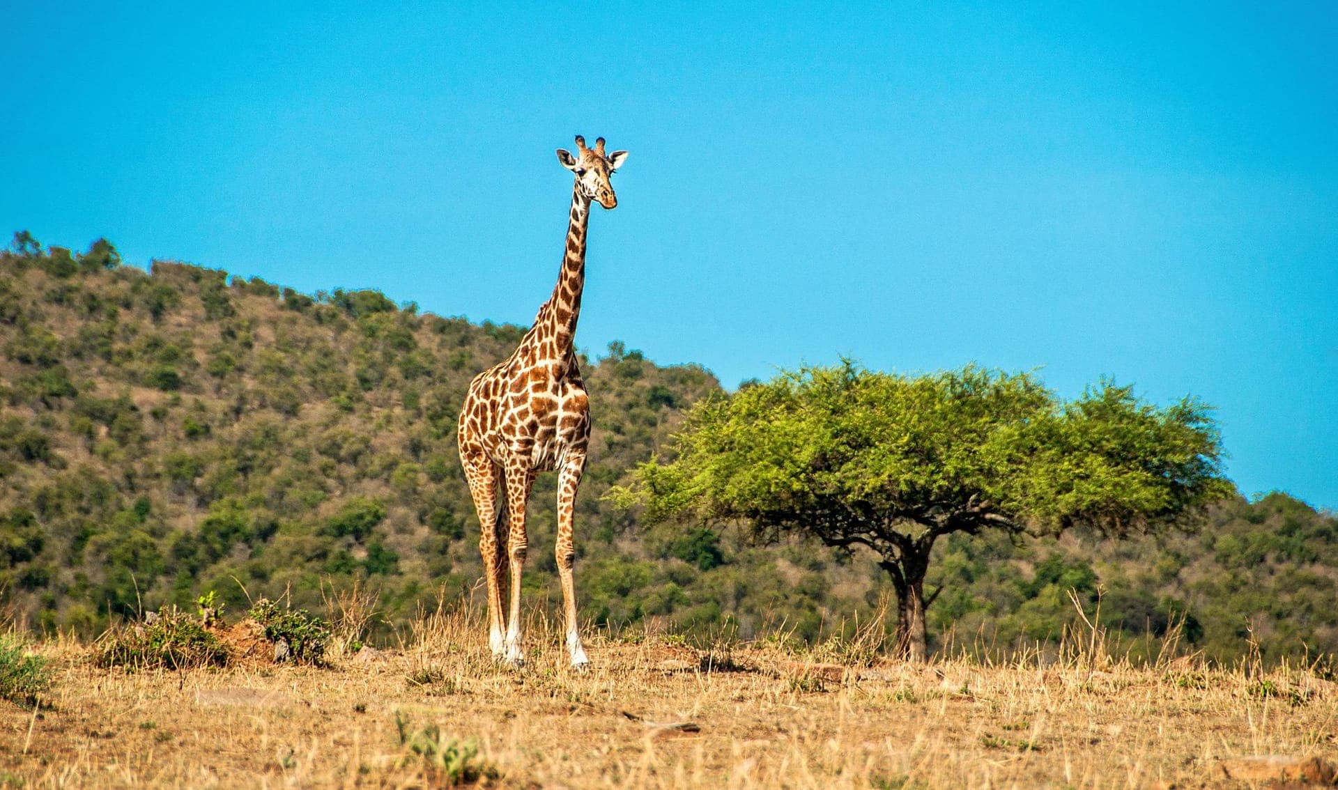 Tarangire National Park — photo 6