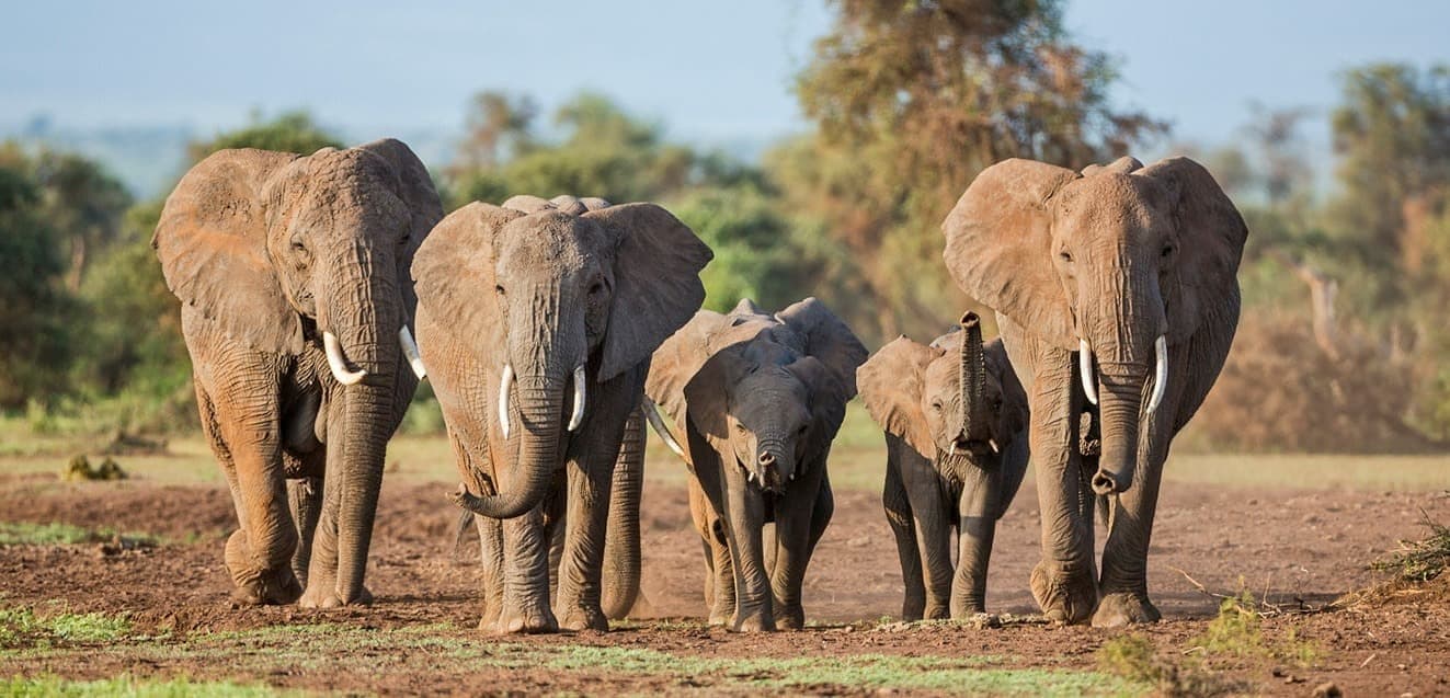 Tarangire National Park — photo 4