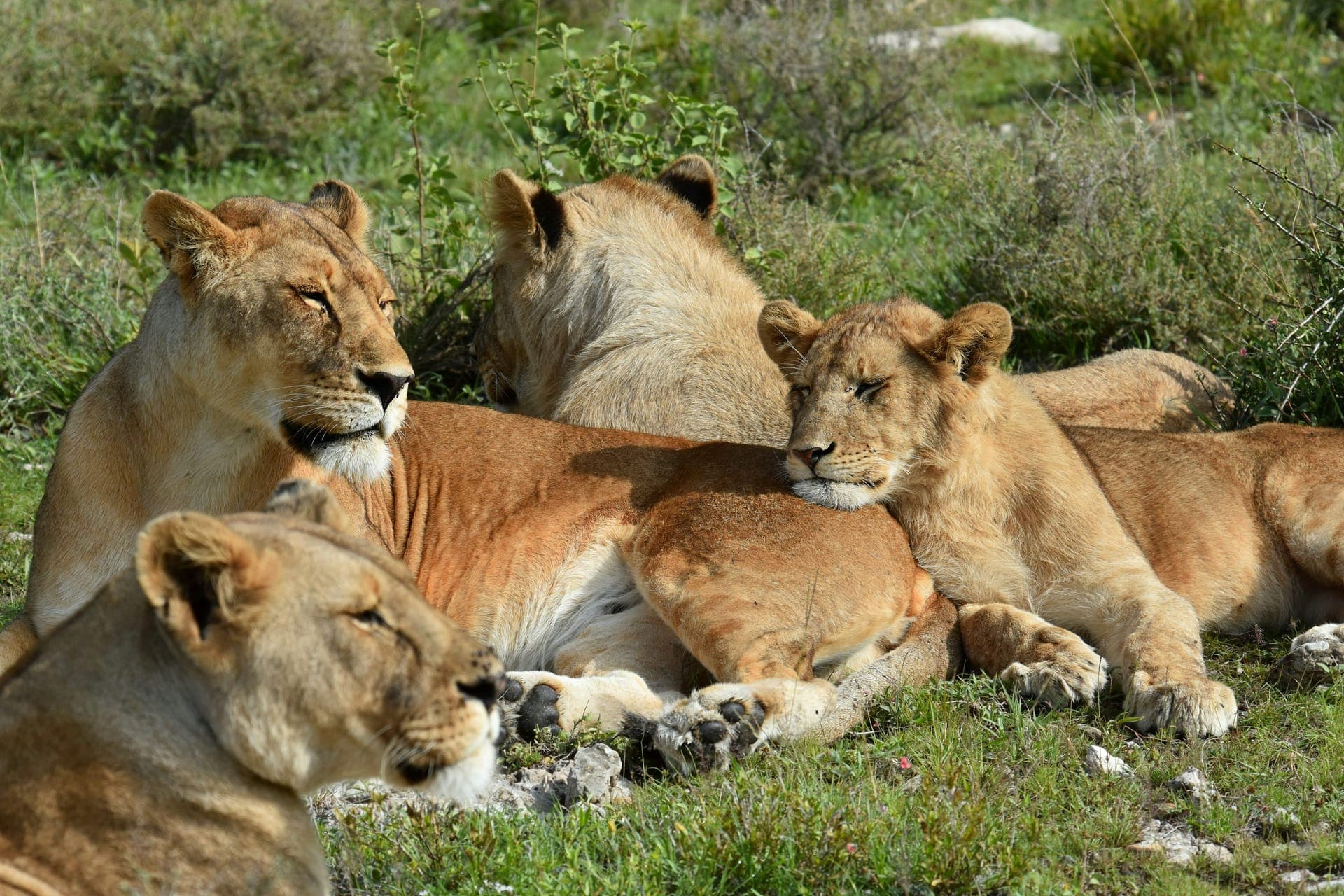 Lion pride resting in the Serengeti
