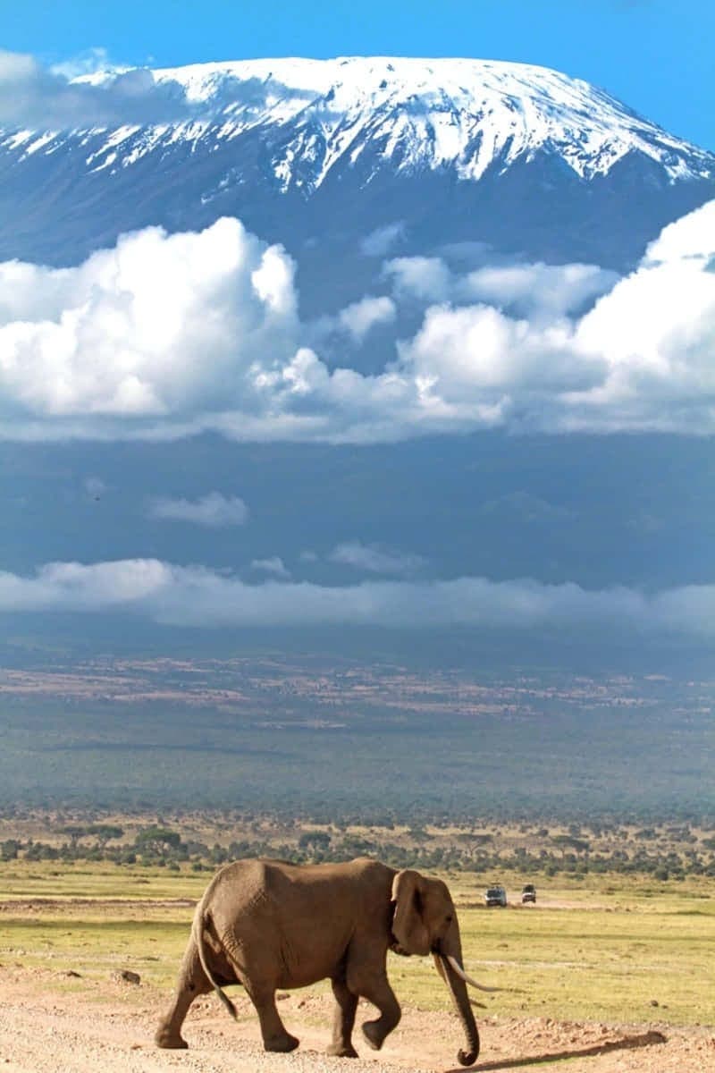 Elephant beneath Mount Kilimanjaro
