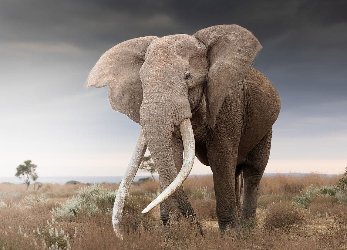 Great tusker portrait on Kilimanjaro slopes