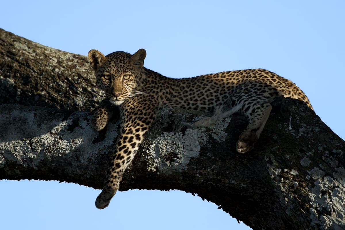 Safari Photography: How to Come Home with the Shots