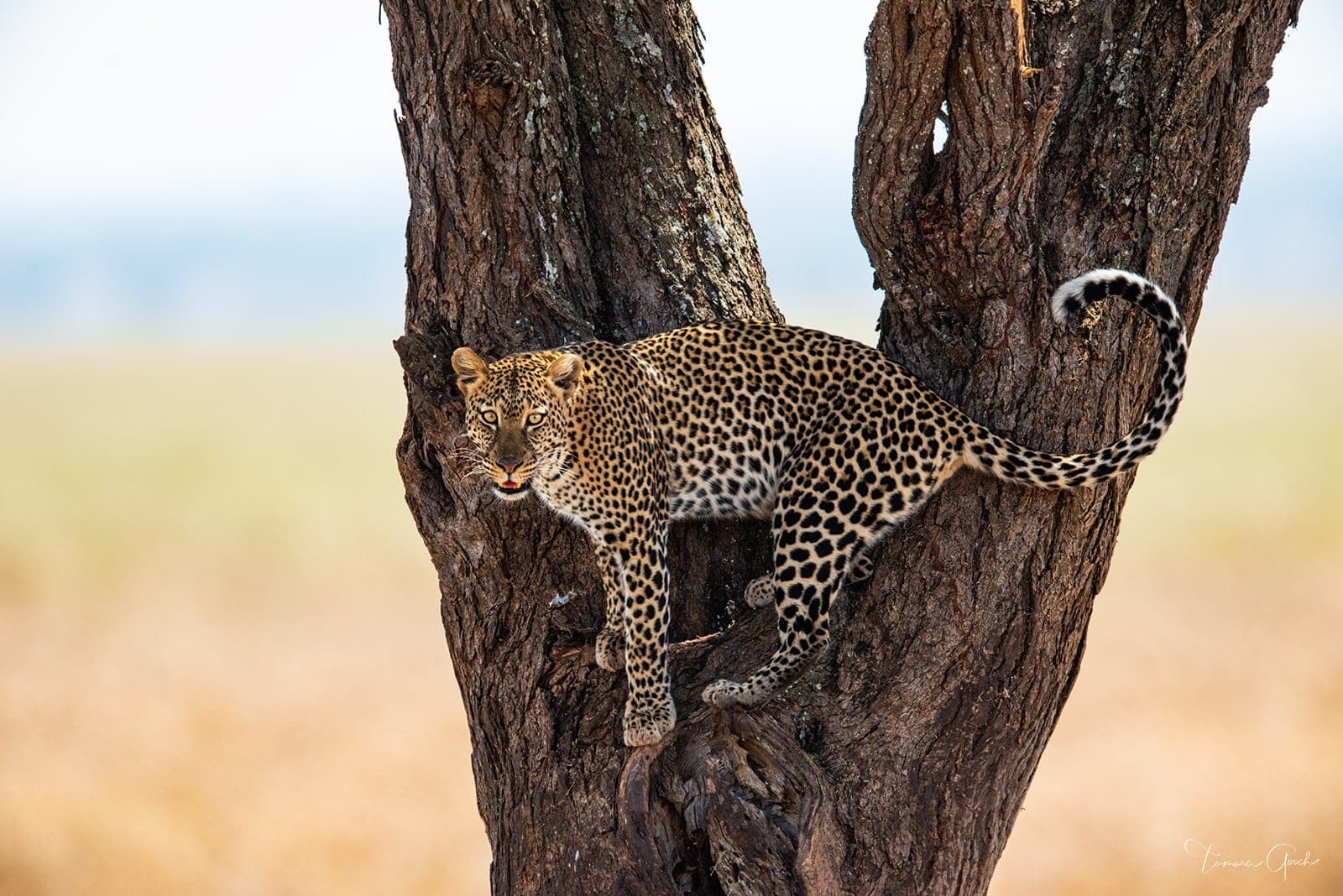 Tarangire National Park — photo 5