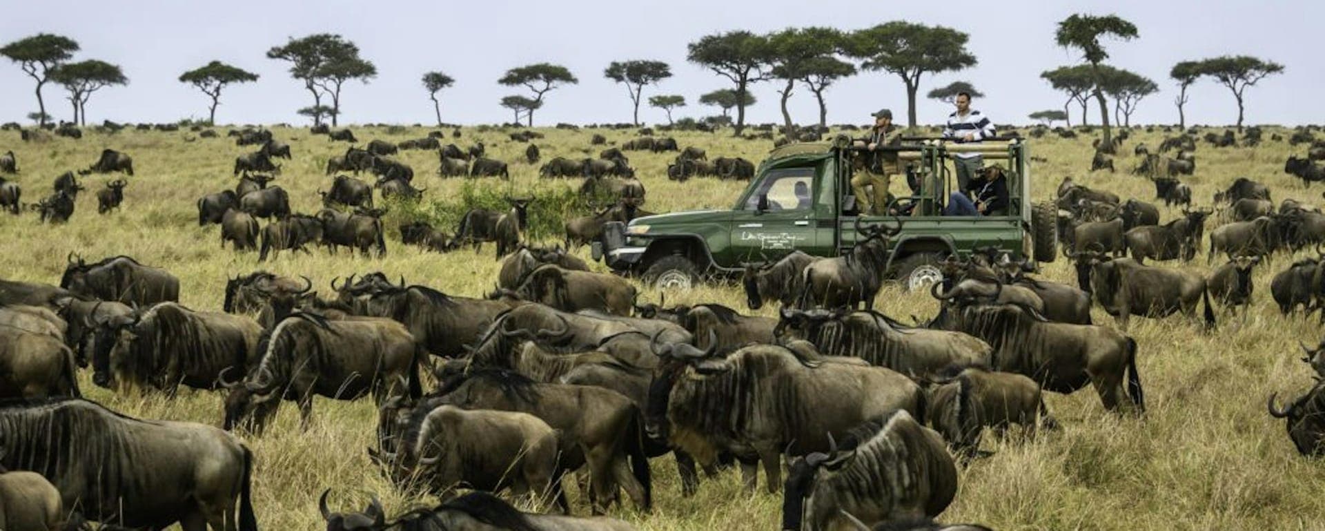 Wildebeest herd crossing the Mara river