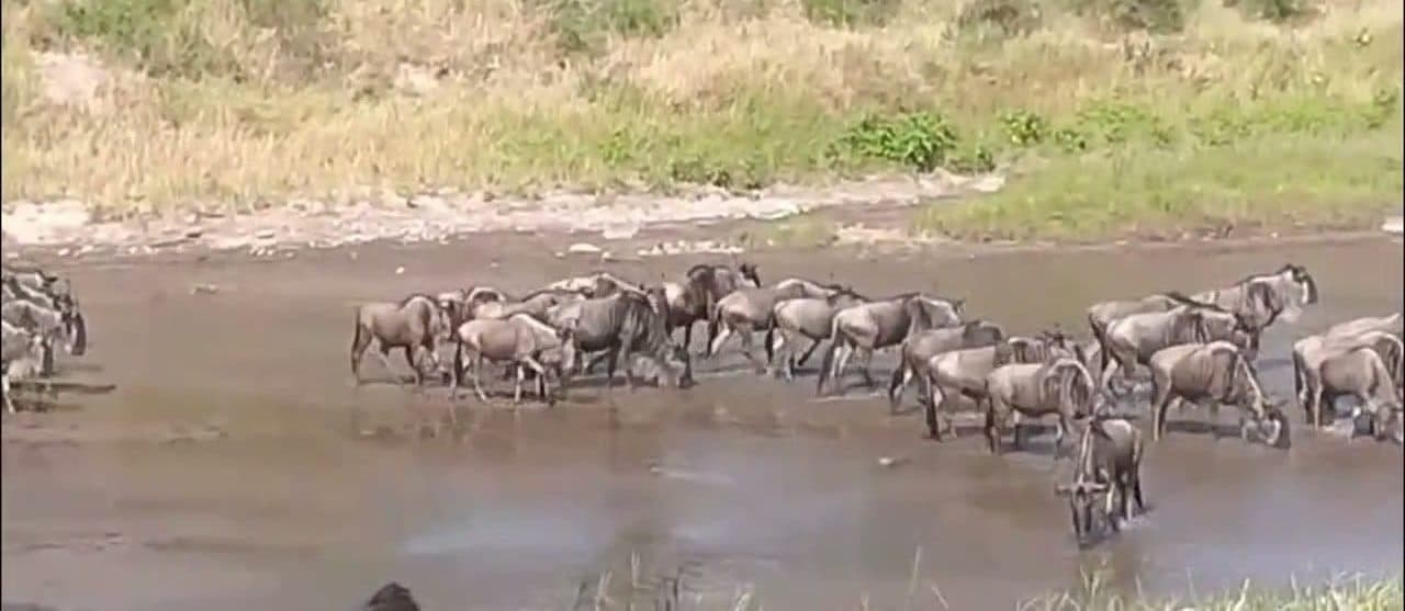 Great migration herds on the plains