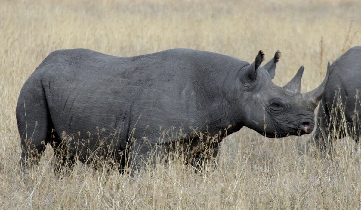Ngorongoro Conservation Area — photo 4