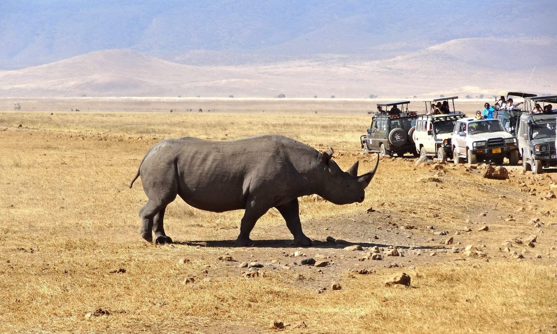 Big Five Express Safari