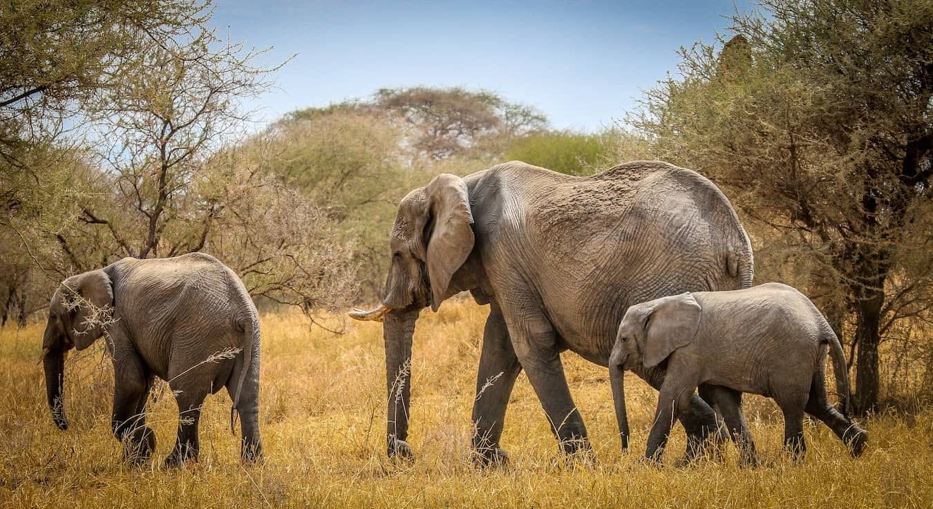 Tarangire National Park