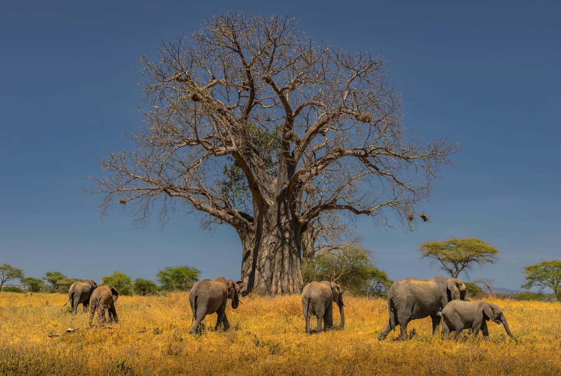 Tarangire National Park — photo 2