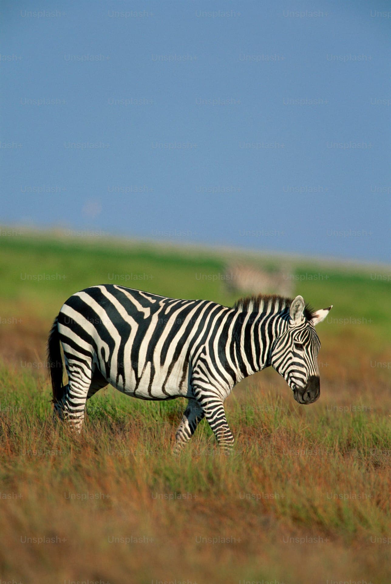 Lake Manyara National Park — photo 5