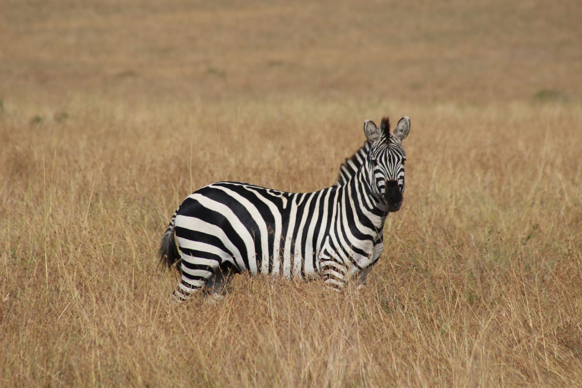Plains zebra portrait