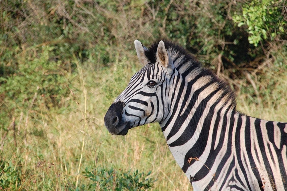 Big Five Express Safari day 4