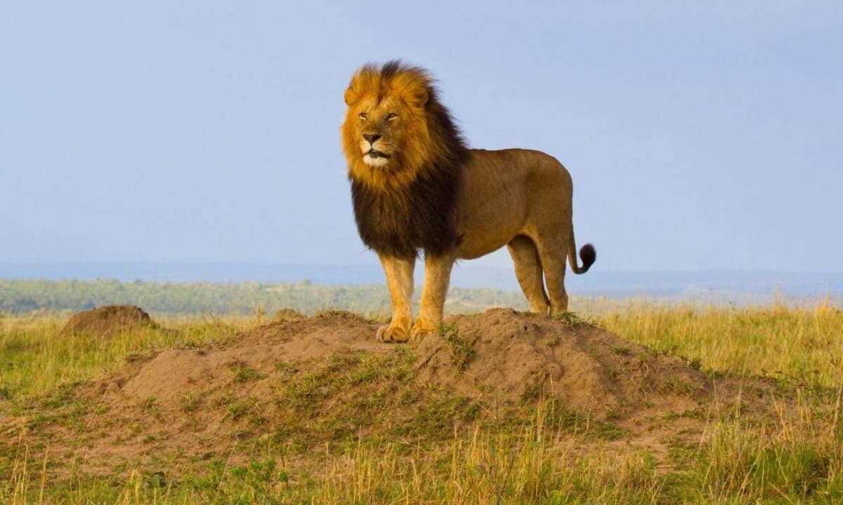 Tanzania journeys, designed around the real wild.