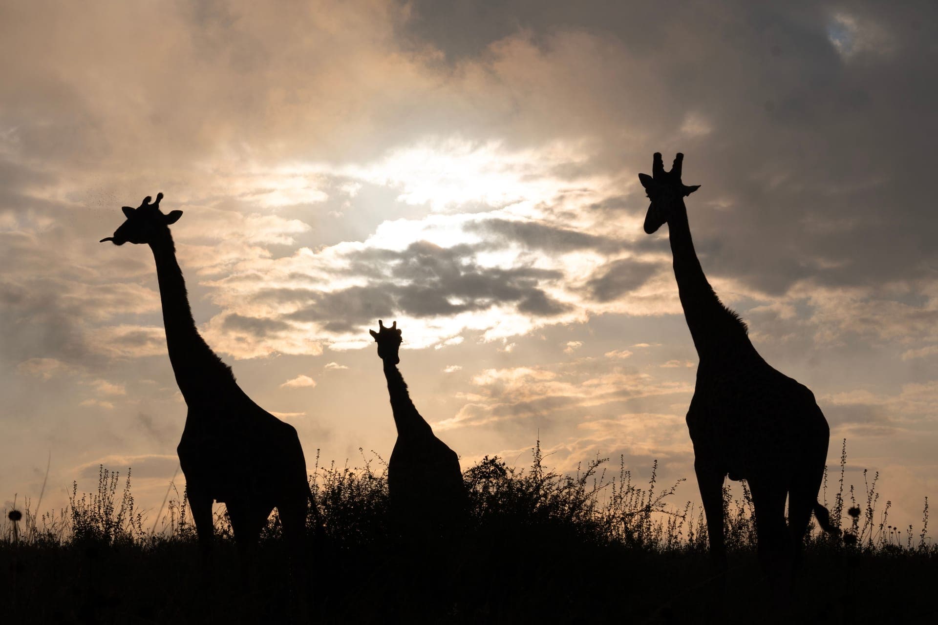 The Great Migration Safari day 8
